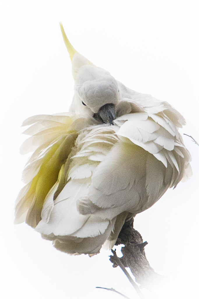 Sulphur Crested cockatoo by flyrobin