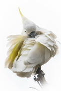 18th Aug 2021 - Sulphur Crested cockatoo