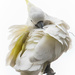 Sulphur Crested cockatoo by flyrobin