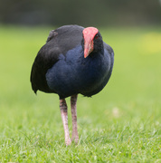 3rd Sep 2021 - Pukeko stayed there for a pose - Nice Pukeko :)
