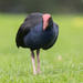 Pukeko stayed there for a pose - Nice Pukeko :) by creative_shots