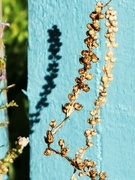 29th Sep 2021 - Seedhead Shadow