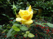 30th Sep 2021 - Rose with Cotoneaster in the rain