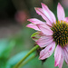 Last of the Coneflowers by phil_sandford