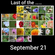 30th Sep 2021 - Last of the September 