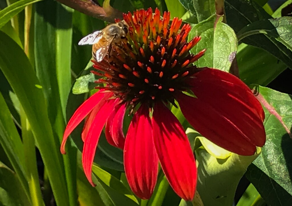 Bee on a flower by mittens