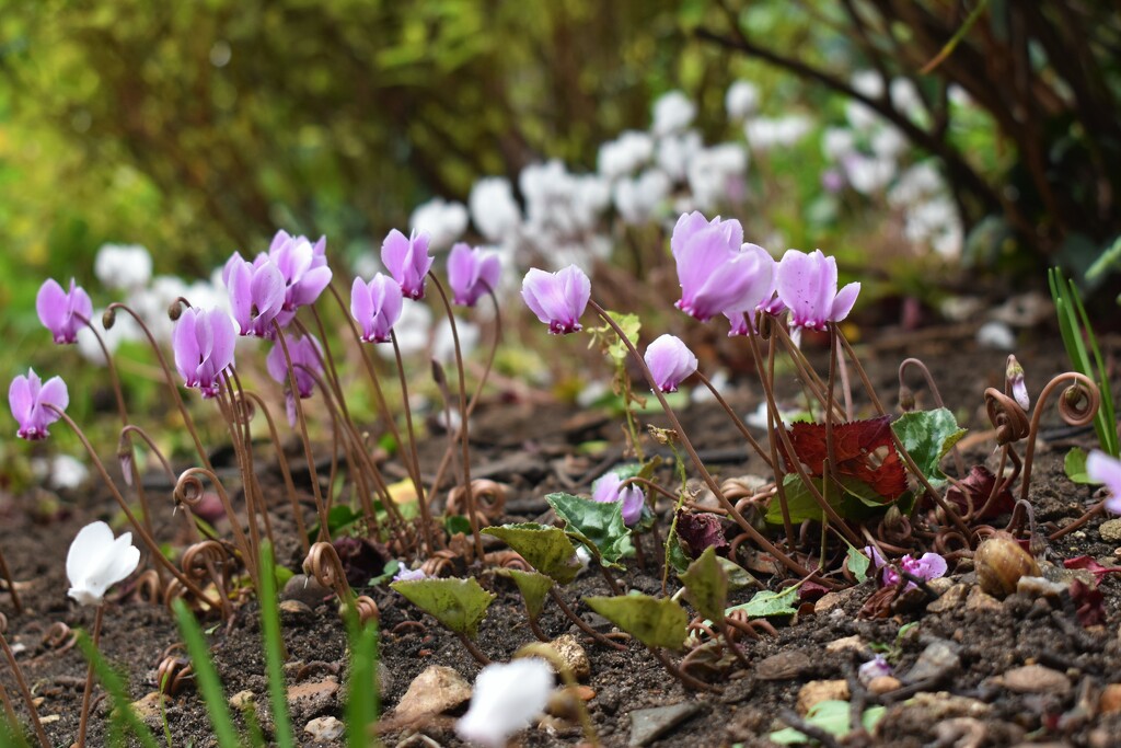 Loving this forest of tiny Cyclamen by 365anne