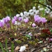 Loving this forest of tiny Cyclamen by 365anne