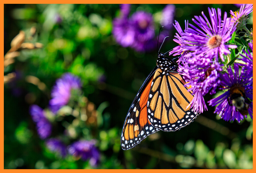 Monarch heading South  by hjbenson