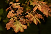 30th Sep 2021 - autumn leaves