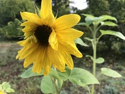 28th Sep 2021 - Rain on sunflowers