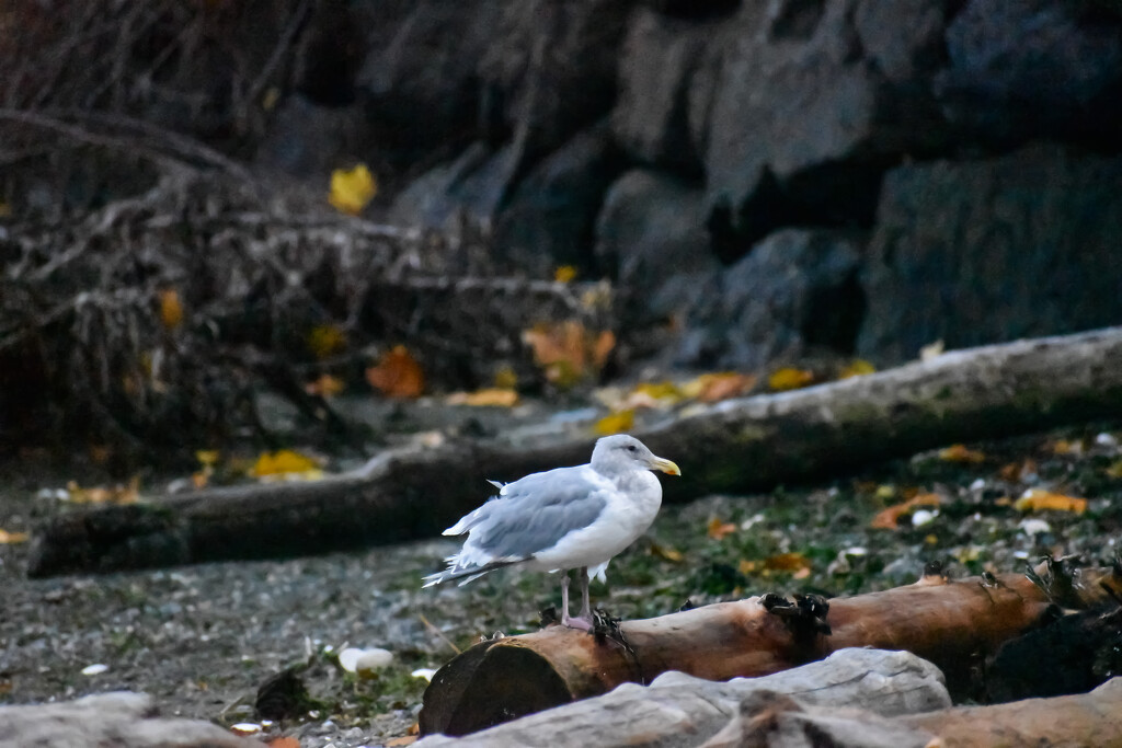 A slightly disgruntled seagull by midge