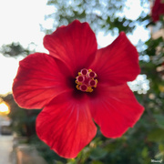30th Sep 2021 - Red hibiscus