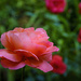 Roses Still Blooming  by jgpittenger