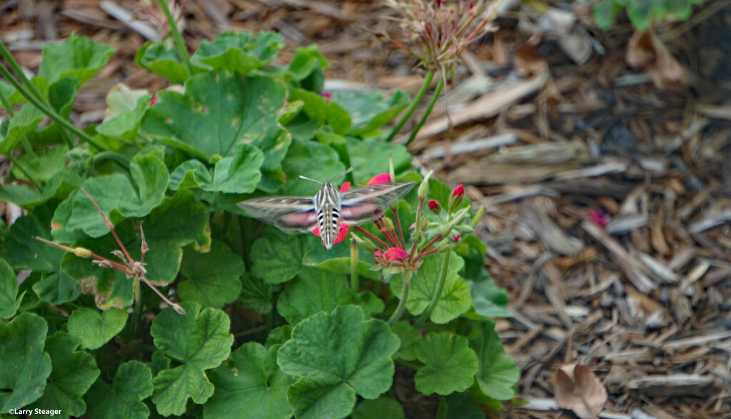 Hummingbird moth 2 by larrysphotos