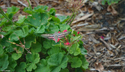 30th Sep 2021 - Hummingbird moth 2