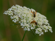 30th Sep 2021 - Queen Anne's Lace with Yellow Jackets  