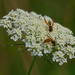 Queen Anne's Lace with Yellow Jackets   by rminer