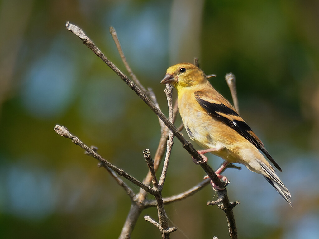 American goldfinch by rminer