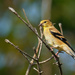 American goldfinch by rminer