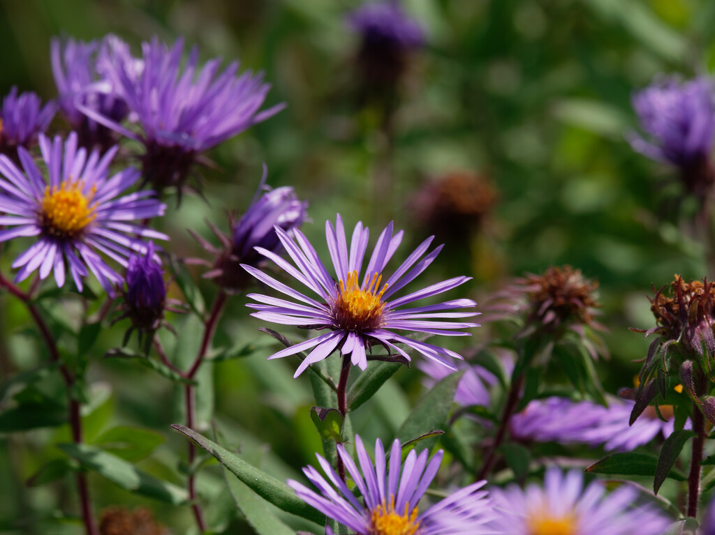 New England Asters  by rminer