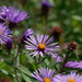 New England Asters  by rminer