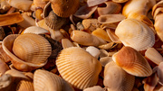 30th Sep 2021 - Shells on the Beach!