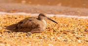 30th Sep 2021 - The Willet, Taking a Break!