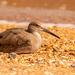 The Willet, Taking a Break! by rickster549