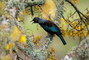 1st Oct 2021 - Tui in the Kowhai tree 