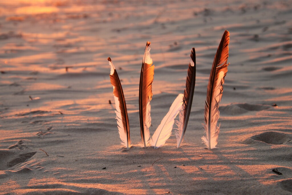 sunset feathers by edorreandresen