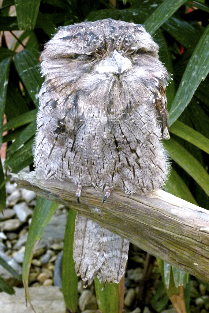 Tawny Frogmouth by onewing