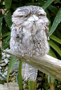 1st Oct 2021 - Tawny Frogmouth