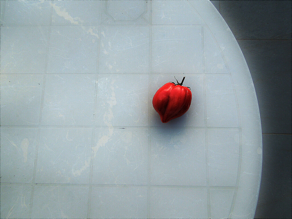 Lone tomato by etienne
