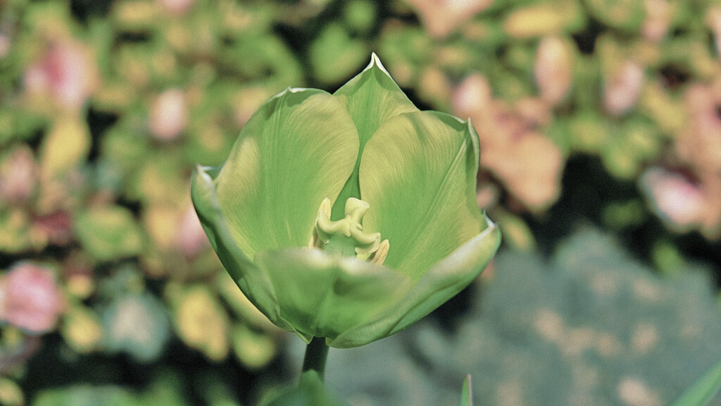Yet another tulip.. by maggiemae