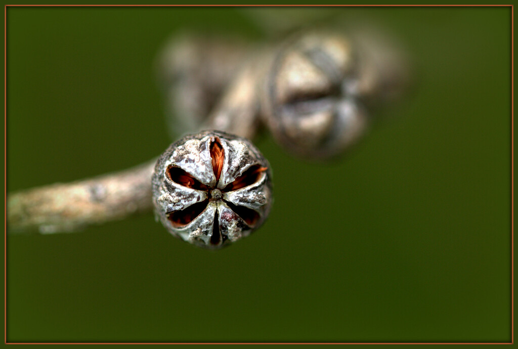 Seed pod by dide