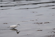 1st Oct 2021 - Another Day, Another Location, Another Egret