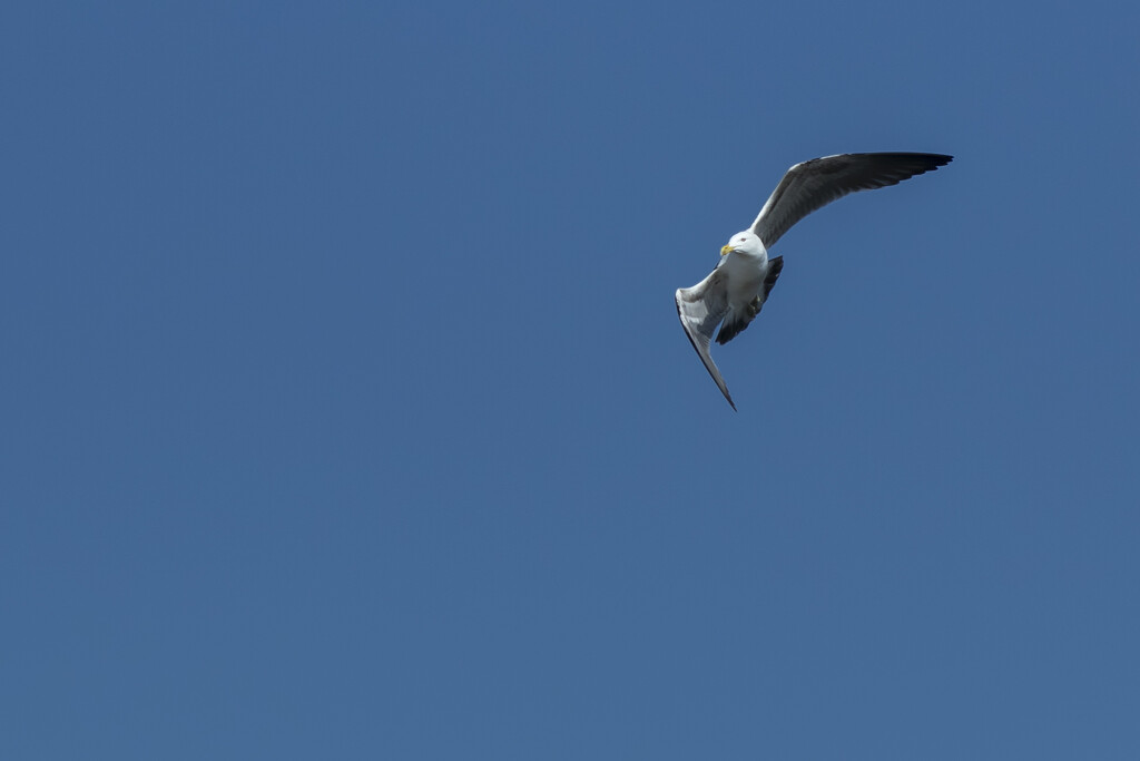 Flying seagull by suez1e