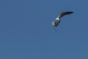22nd Sep 2021 - Flying seagull