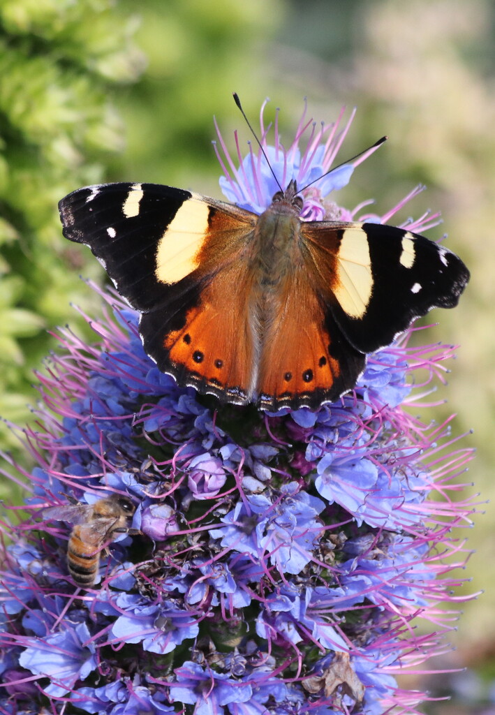 A new visitor to the echium by gilbertwood