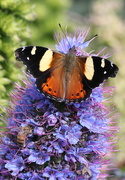 1st Oct 2021 - A new visitor to the echium