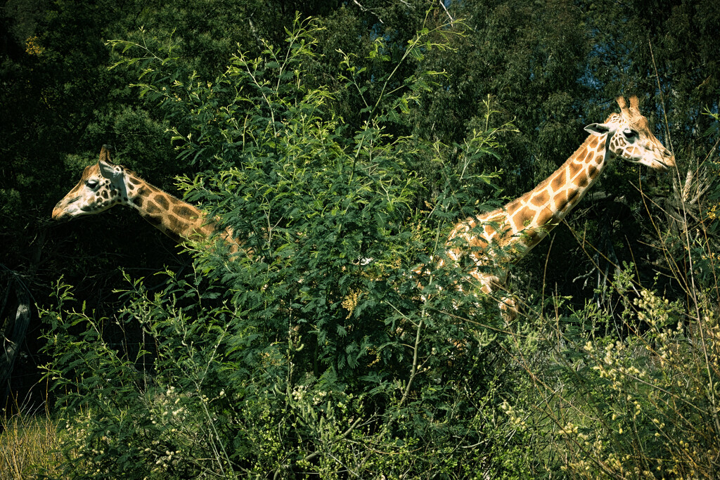 Giraffe Bush by helenw2