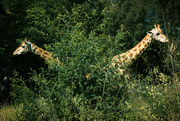 1st Oct 2021 - Giraffe Bush