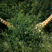Giraffe Bush by helenw2