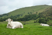 15th Sep 2012 - archive cows