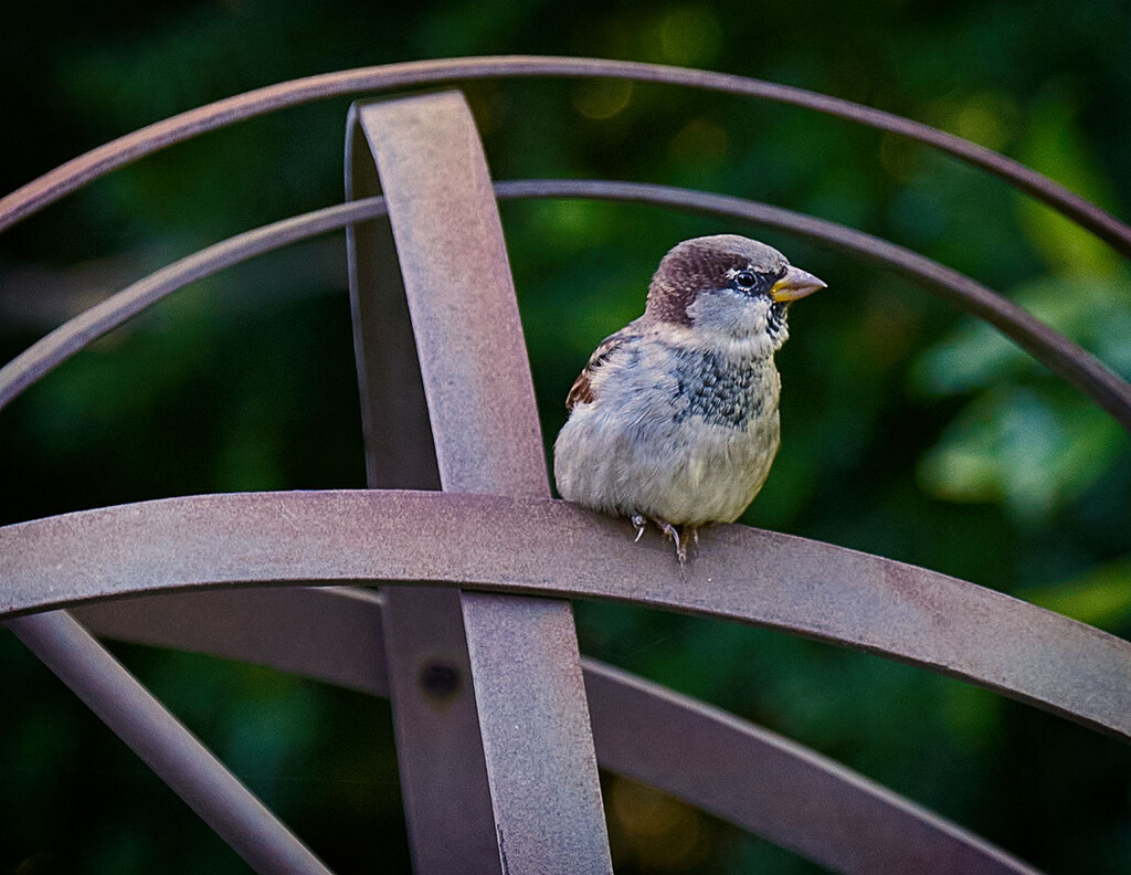 Just a Little Sparrow by gardencat