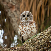 1st Oct 2021 - Barred owl