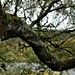 branching out... by christophercox