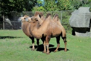 27th Sep 2021 - Couple Of Camels 