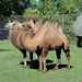 Couple Of Camels  by randy23